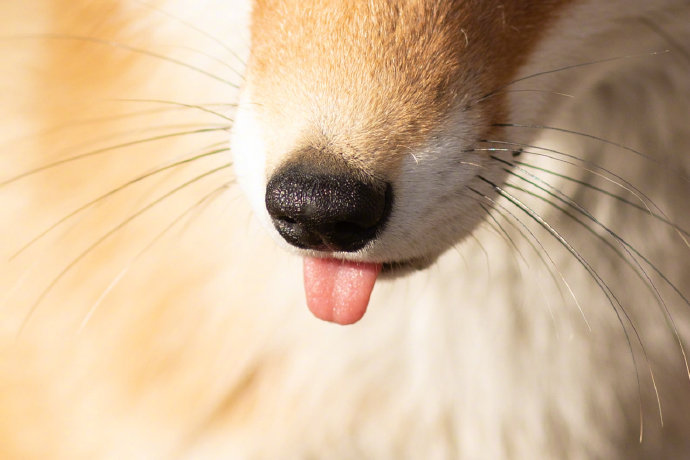 日本某人最喜欢各种各样的狐狸伸出舌头的照片他拍摄的各种狐狸照片