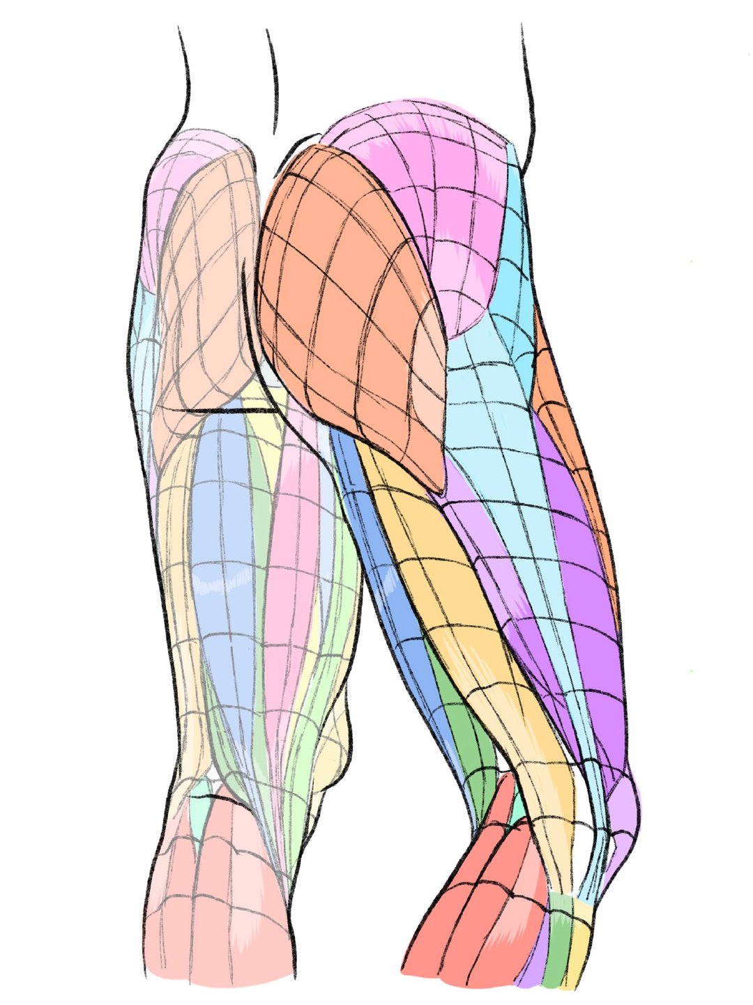 人体结构  肌肉走向~  画师 kato_anatomy