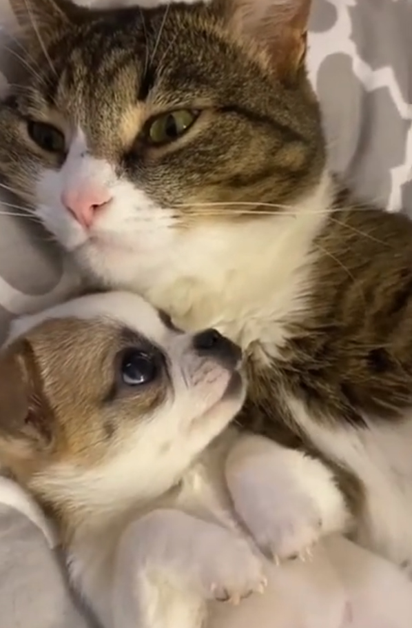 躺在猫咪怀里的小奶汪这小眼神儿也太乖太甜啦