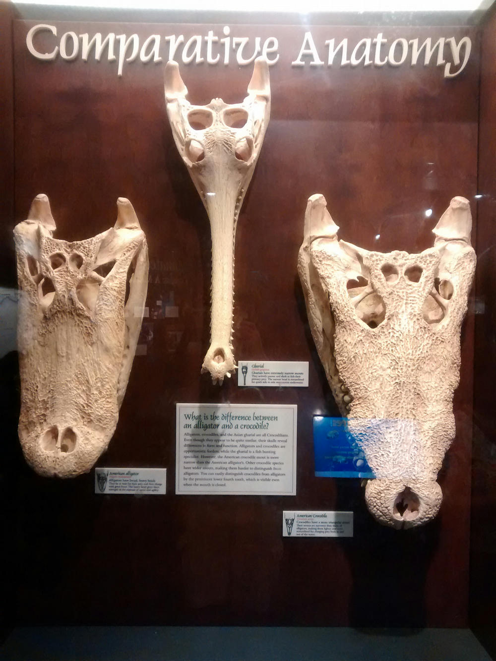几种鳄鱼的头骨(侧视)这里需要强调一点:棘龙的头和鳄鱼的头在整体