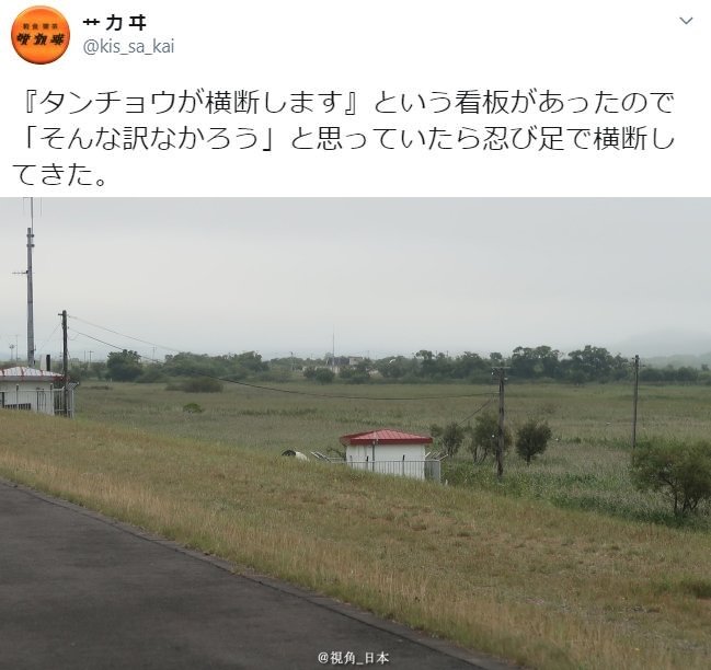 北海道路边看到 丹顶鹤会横穿马路 的提示牌 司机不一会就看到横穿马路的丹顶鹤