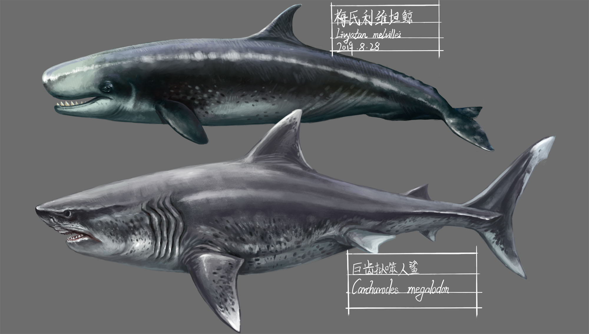 除了巨齿鲨,也就是梅尔维尔利维坦鲸.