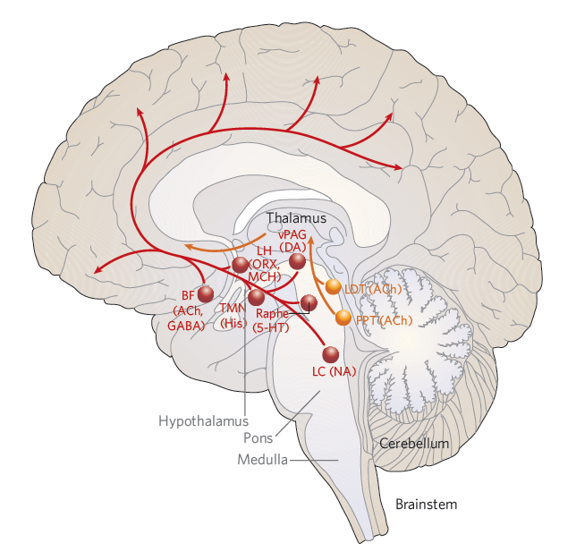 睡觉清醒大脑内部的调节过程