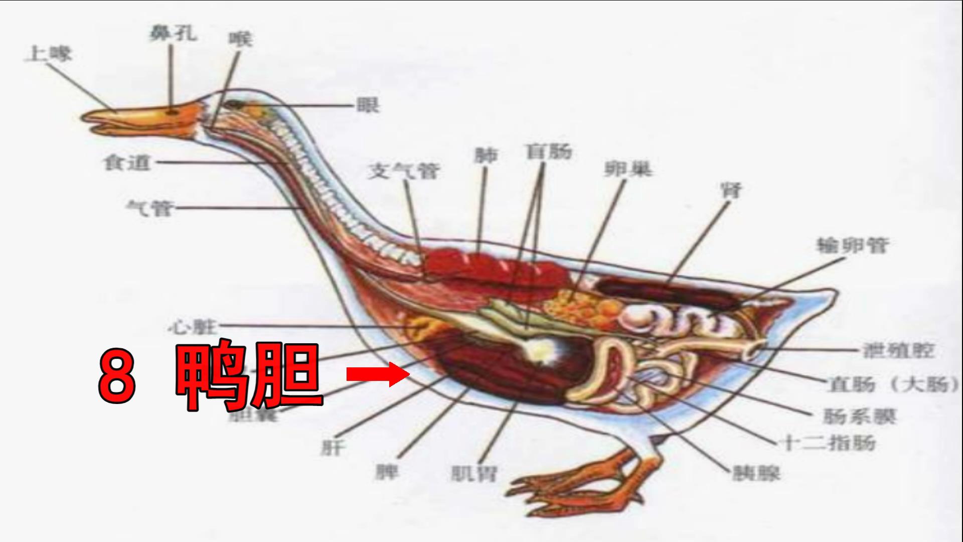 鸭注射部位图解图片