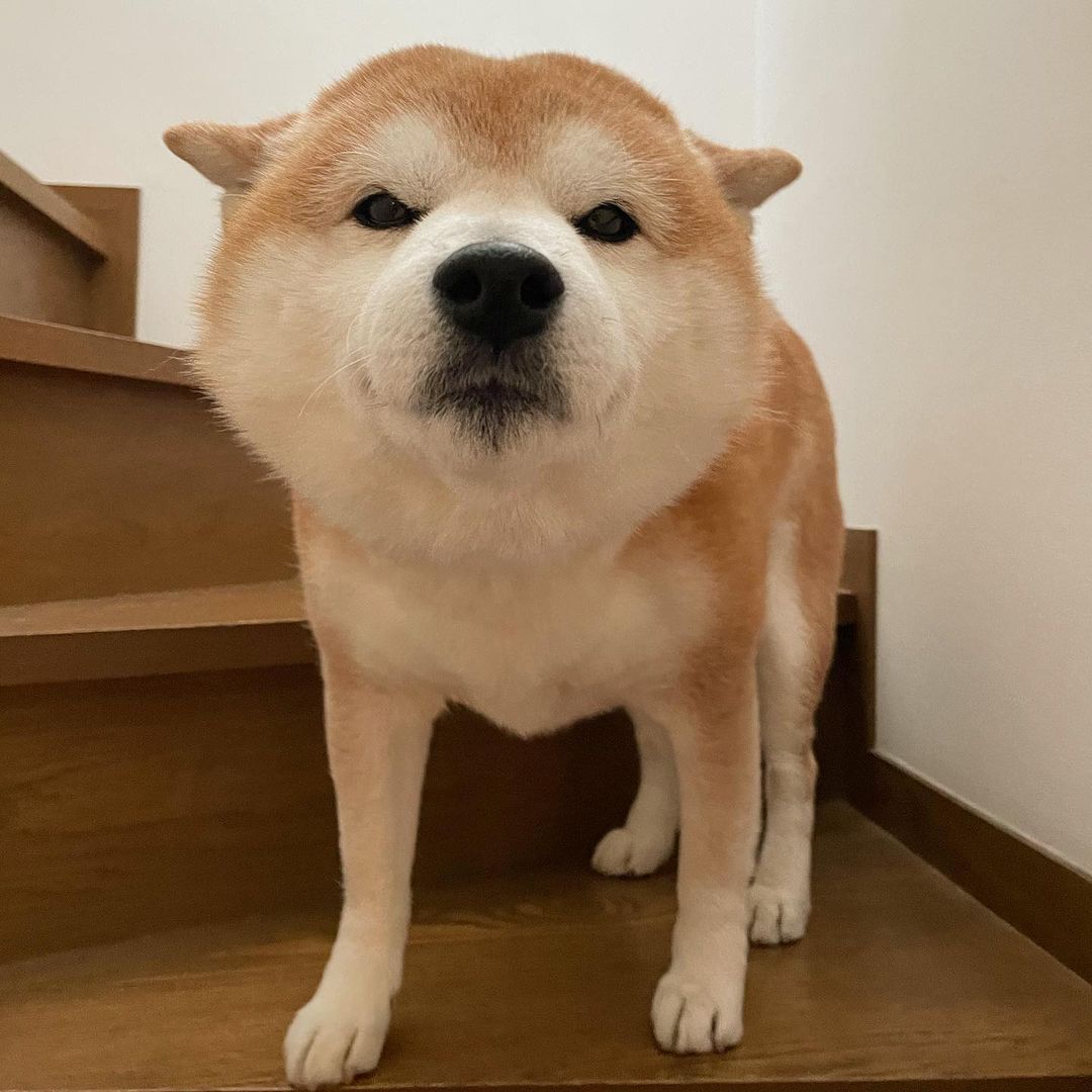 如何做一名称职的养柴准家长？