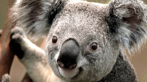 超级好看的战斗动漫