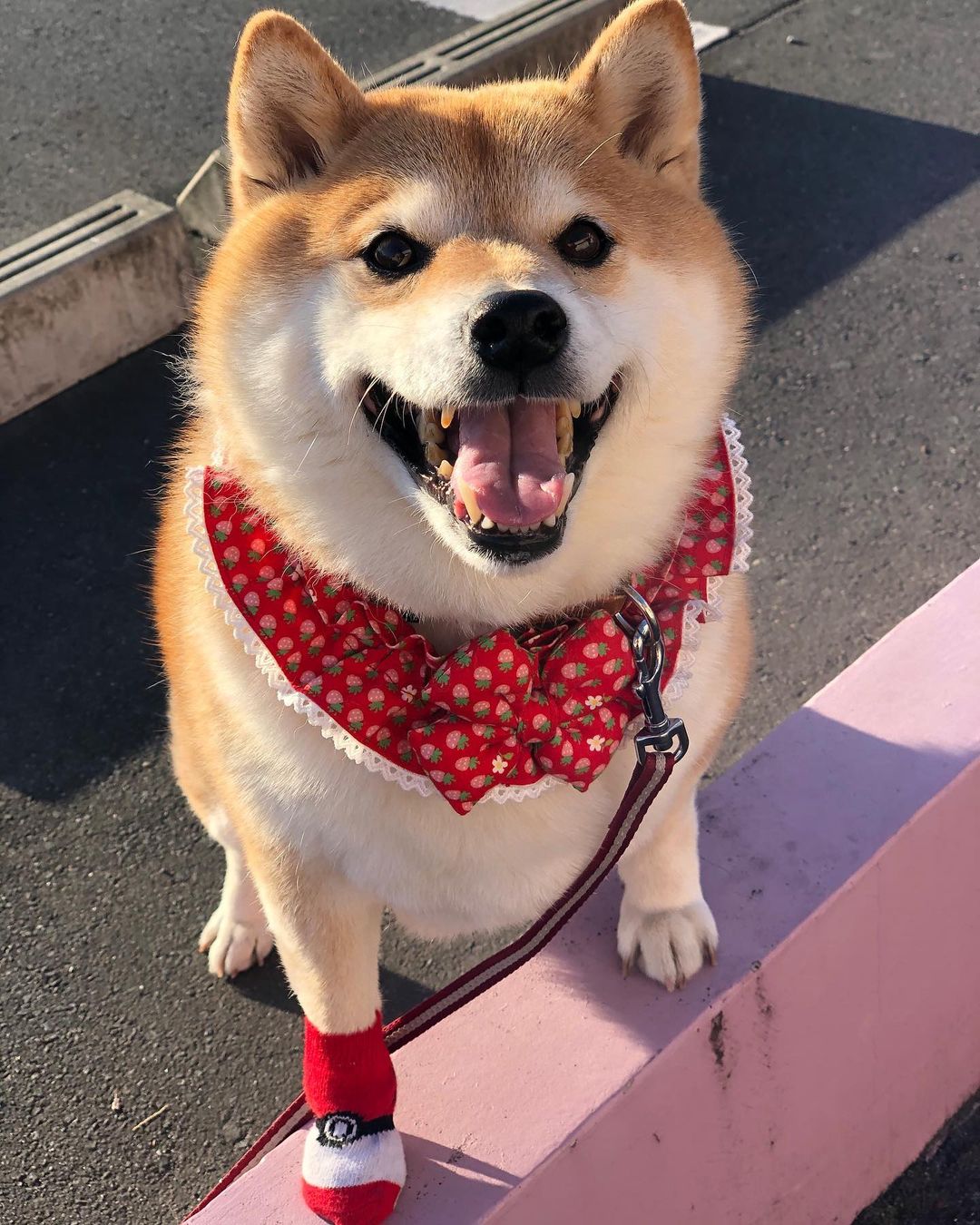 柴犬可以做孩子的陪伴犬吗？