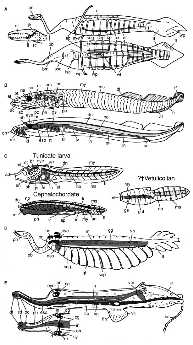 d:欧巴宾海蝎;e:异足类三,王朝末路其实还有一个很重要的恐虾纲物种没