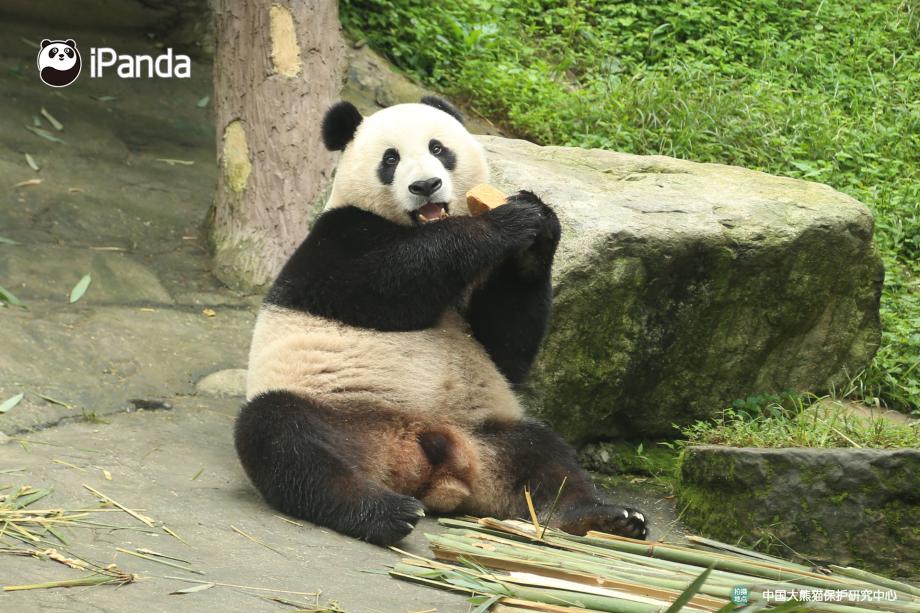 滚滚的那些搞笑事儿 - acfun弹幕视频网 - 认真你就输啦 (?ω?