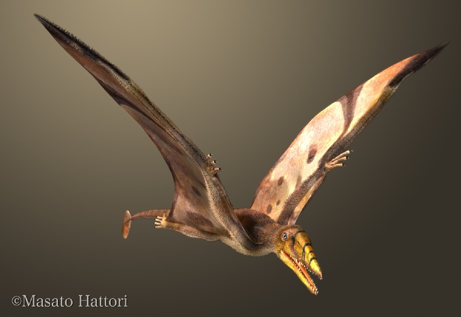 翼龙始翼龙类翼龙最初的模样