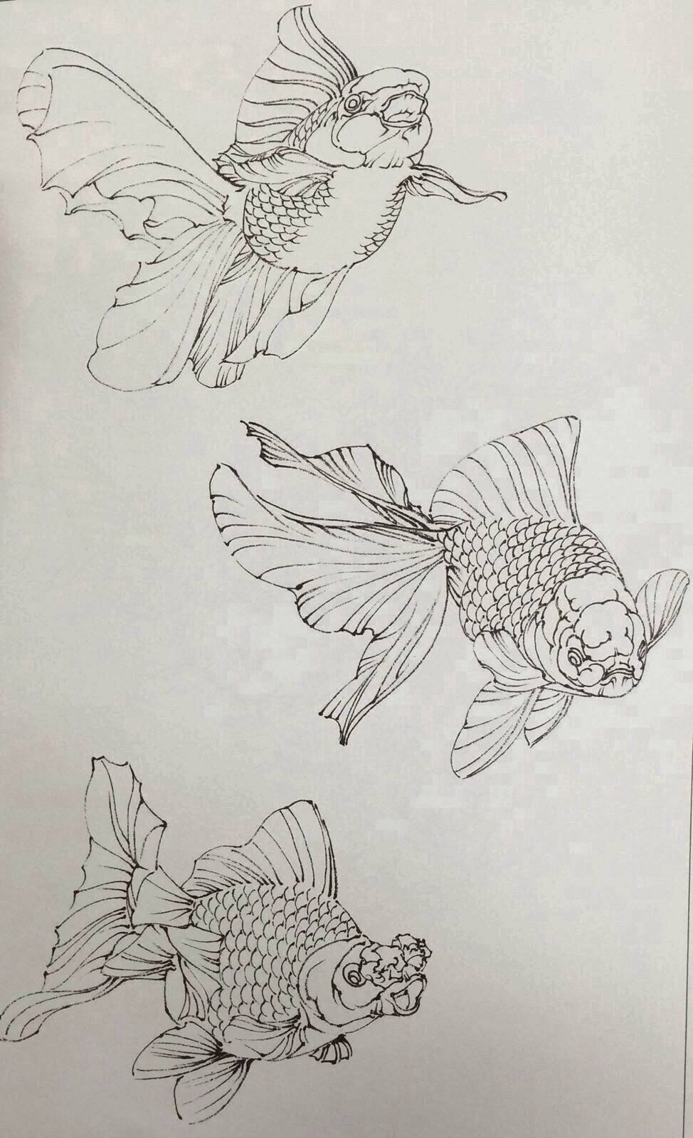 白描金鱼的画法  生动的线条