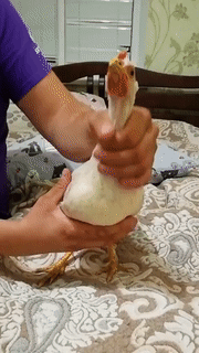 那些搞笑的gif(304) - acfun弹幕视频网 - 认真你就输啦 (?ω?