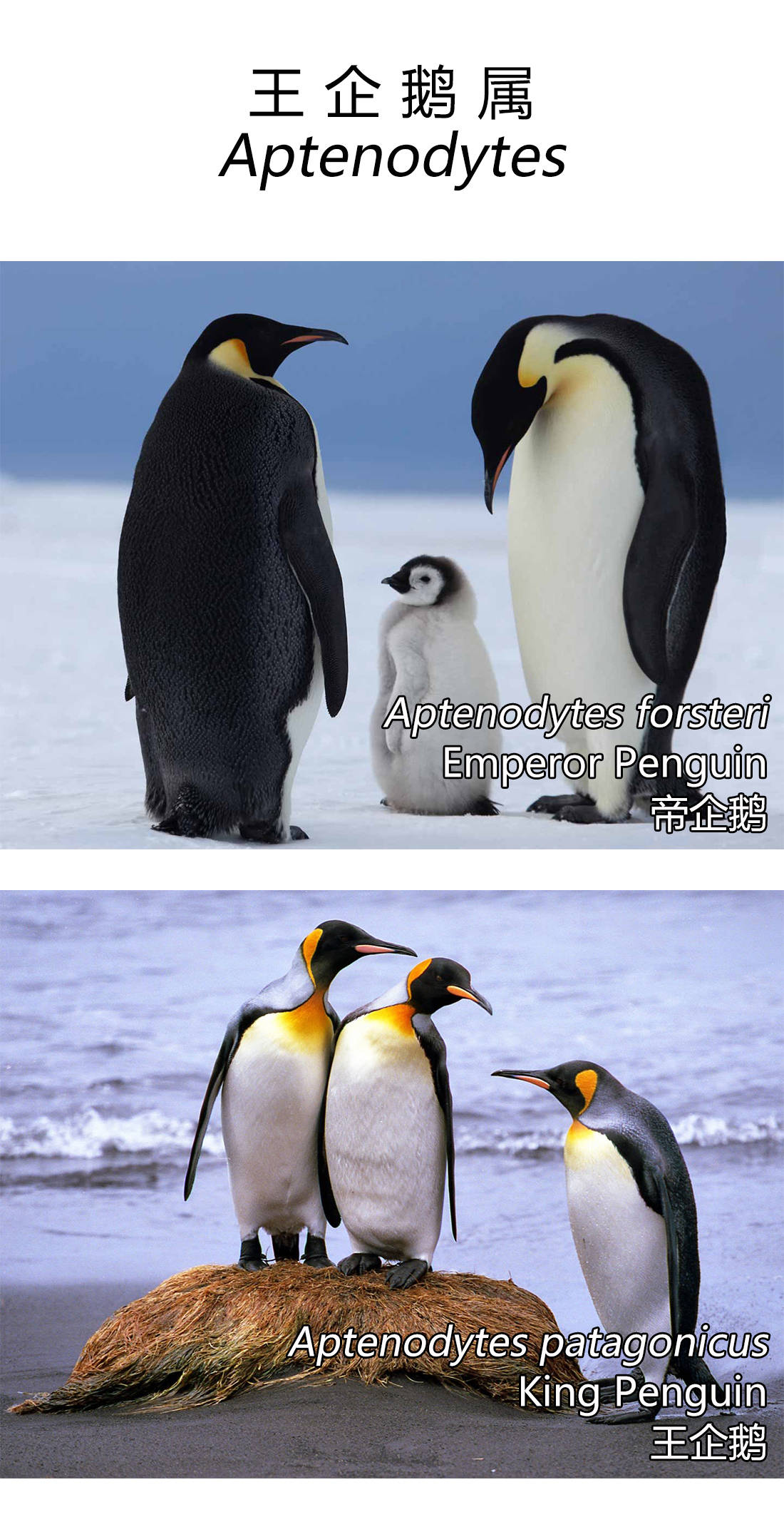 世界企鹅日来学会区分企鹅的种类吧