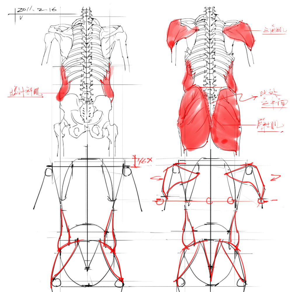 人体结构线稿分享
