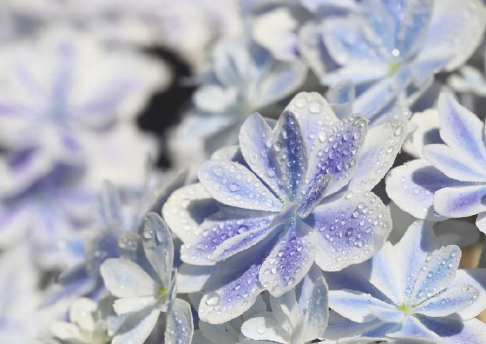 日本培育的新品种紫阳花取名叫做万华镜