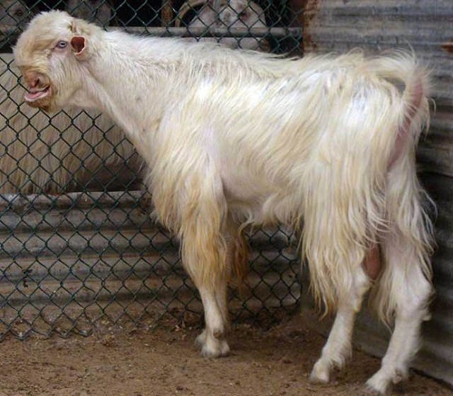 大马士革山羊全世界最丑的山羊但肉质很好吃