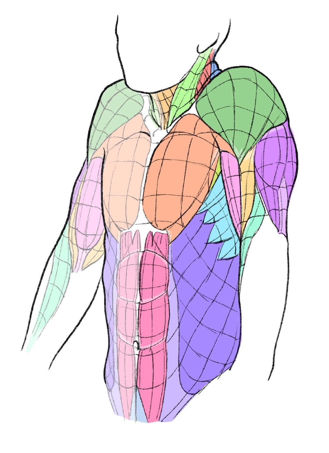 人体结构  肌肉走向~  画师 kato_anatomy
