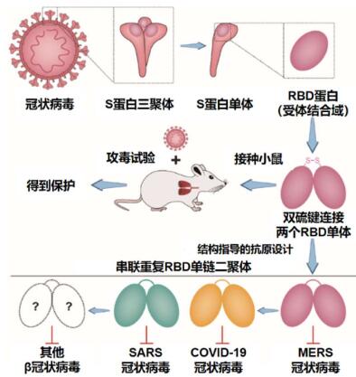 对接后病毒就潜入正常健康细胞开始破坏繁殖了.
