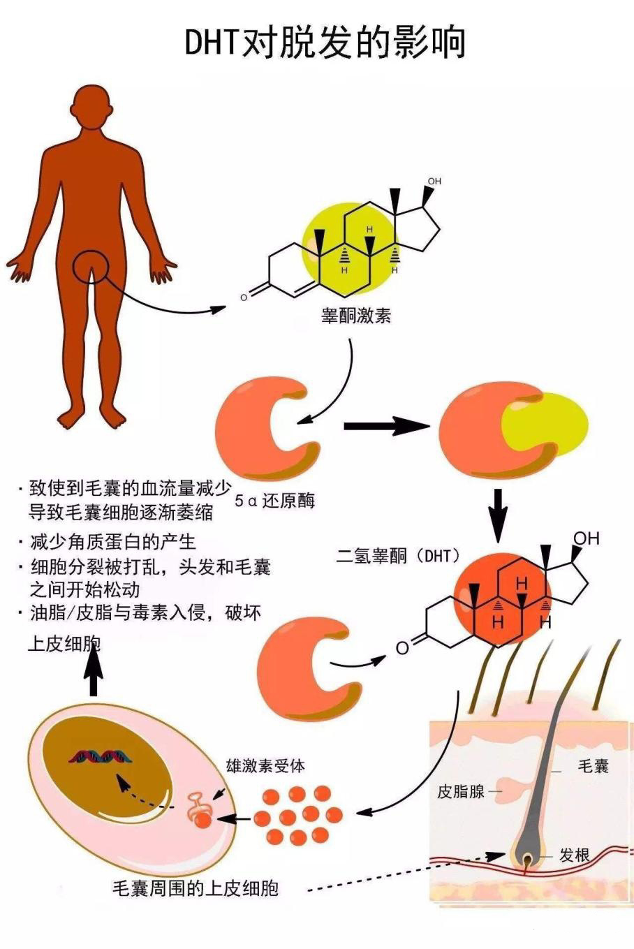 雄性激素是如何影響頭髮生長的又該如何治理