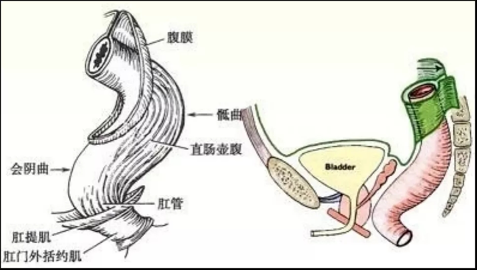 医生在直肠里找到了啤酒杯罗非鱼茄子灯泡泥鳅