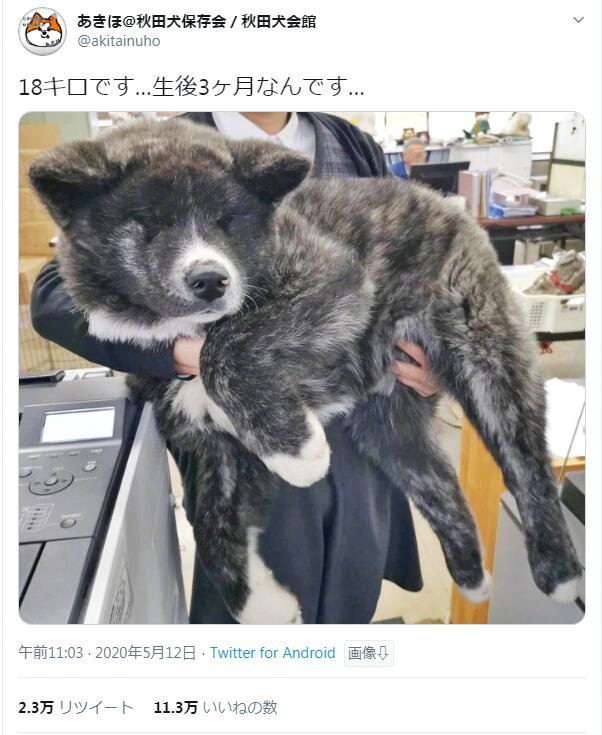 大型犬之一的秋田犬 出生仅3个月 体重就达到了18kg P1 3 现在1岁2个月 体重36kg Acfun弹幕视频网 认真你就输啦