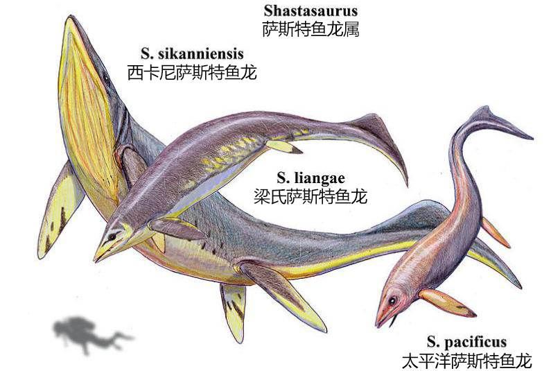 大和最強的海洋爬行動物,即體長21米西卡尼薩斯特魚龍和體長15~20米的