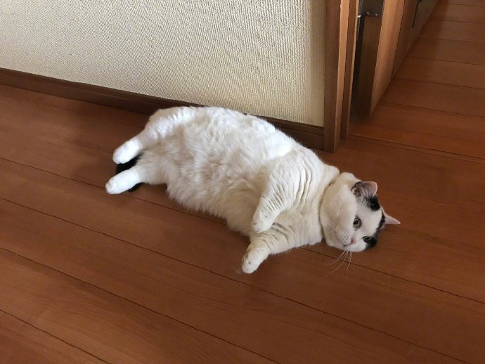 推上一张获得了87w转发434w点赞的平平无奇的猫猫躺地照