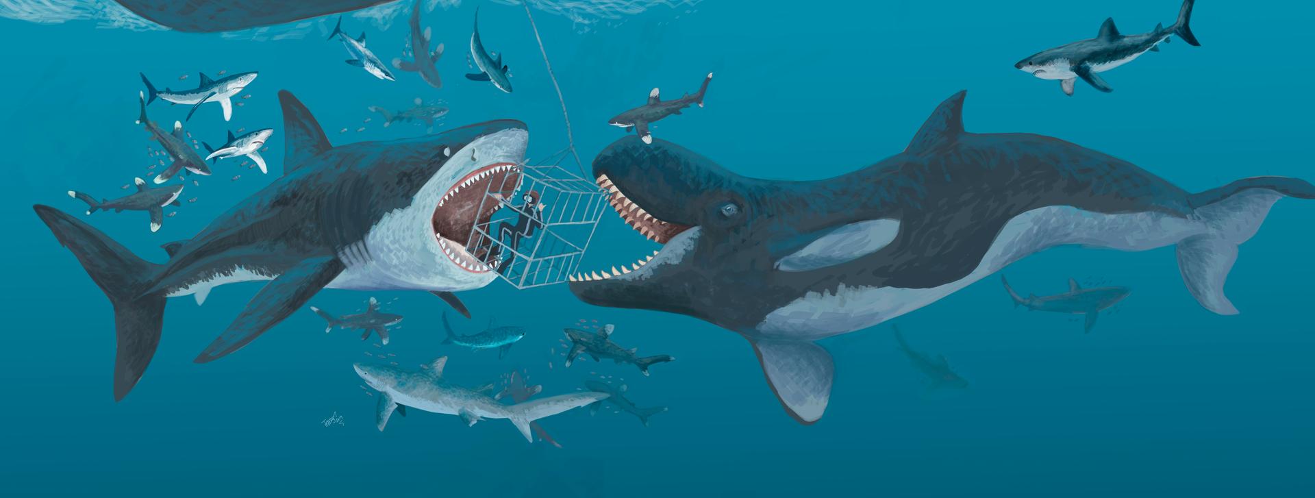 依然以巨齿鲨和梅鲸为例.