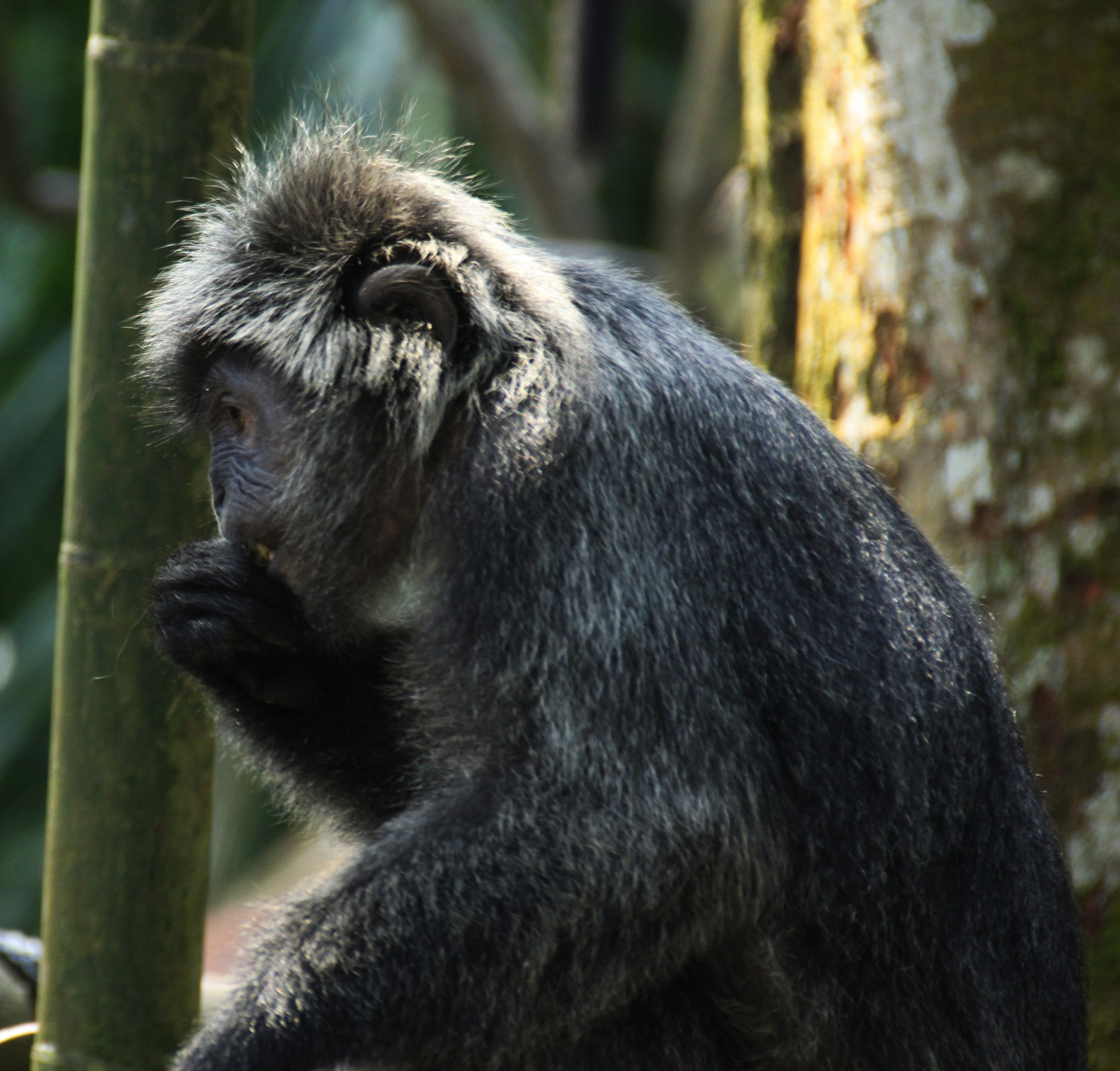 新加坡动物园图集