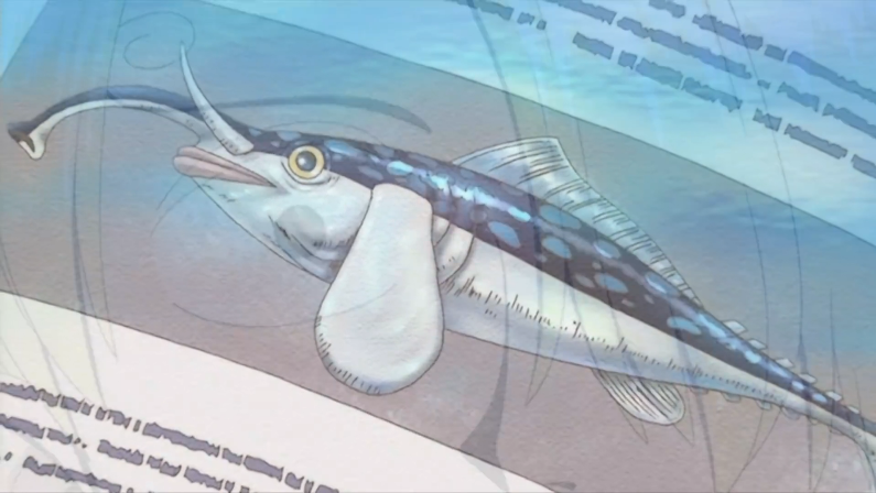 大象鲔鱼.