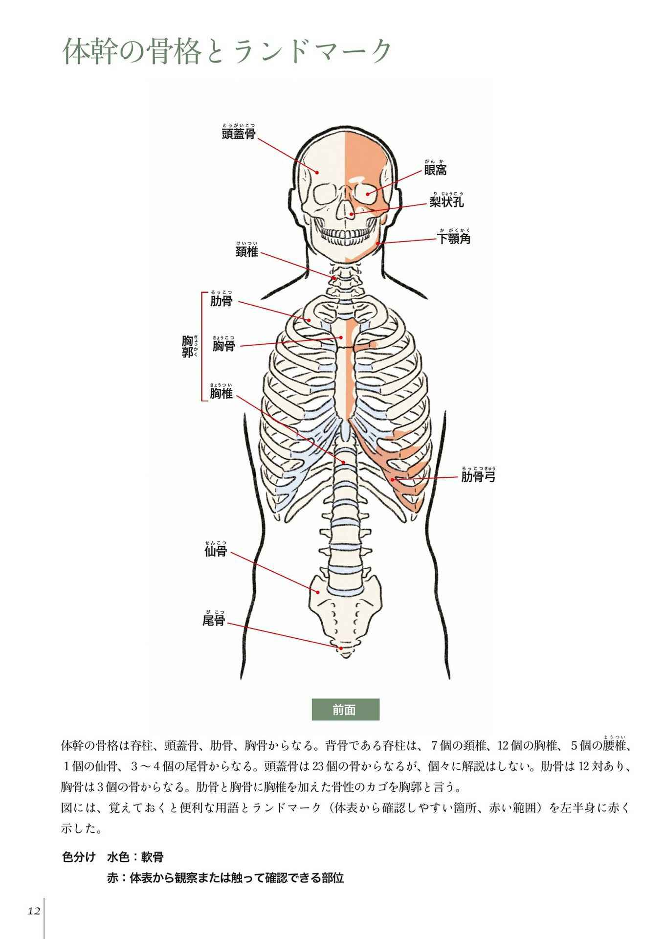 加藤公太 美术解剖学 Acfun弹幕视频网 认真你就输啦 W ノ つロ