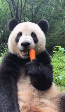 222_383gif 动态图 动图