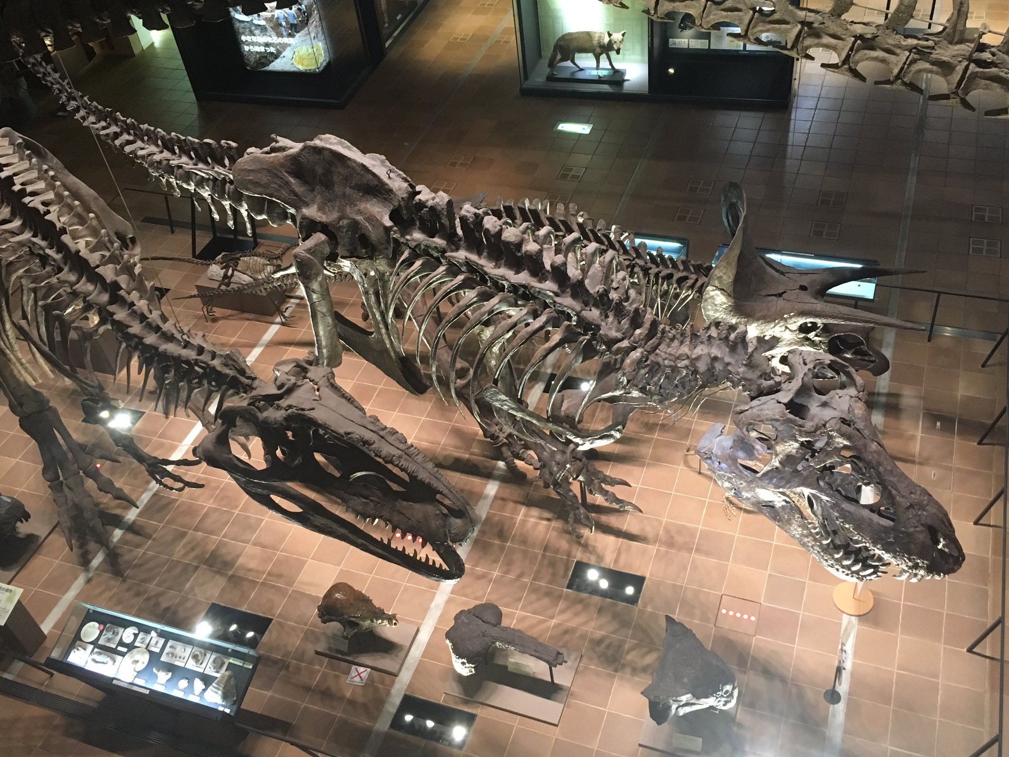 淡水恐龙棘龙说棘别带霸带霸我害怕