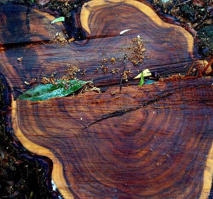 建立了青藏高原纳木错区域537年(1479年—2015年)的灌木年轮宽度年表