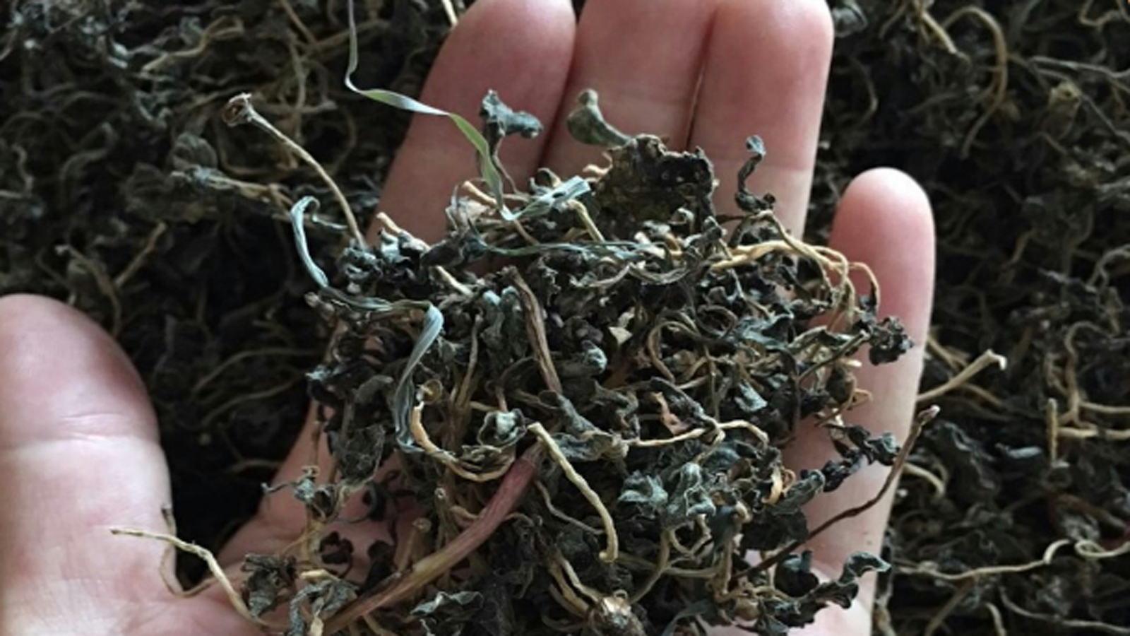 马齿苋八种吃法中药师胡晓雪马齿苋三大功效三类人群禁忌马齿苋与一物