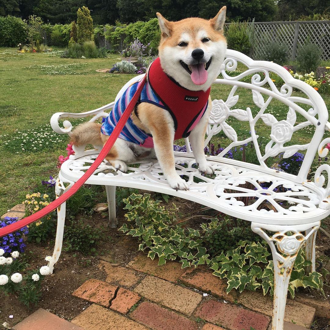 如何辨别纯种柴犬的脚趾和爪子？