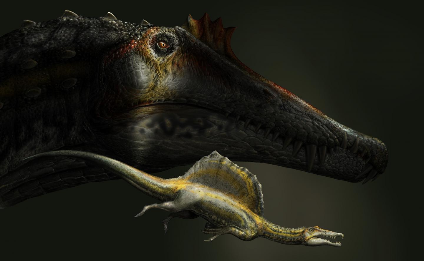 淡水恐龙棘龙说棘别带霸带霸我害怕