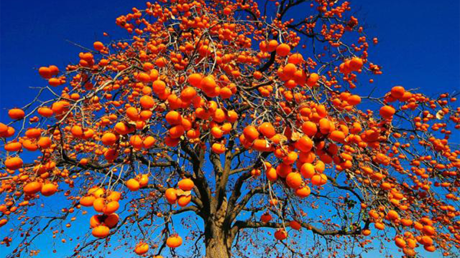 柿子饼好不好吃全看出不出霜出霜后的柿饼子更加好吃柿子饼怎么捂霜