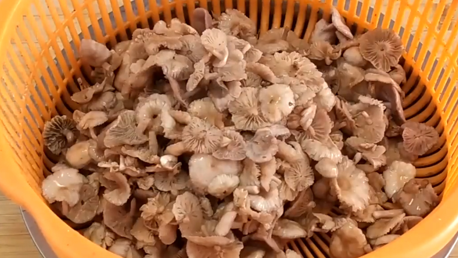 毛窝窝只有农村连阴天才出现的一种蘑菇纯野生吃上它完全靠运气鲜香味