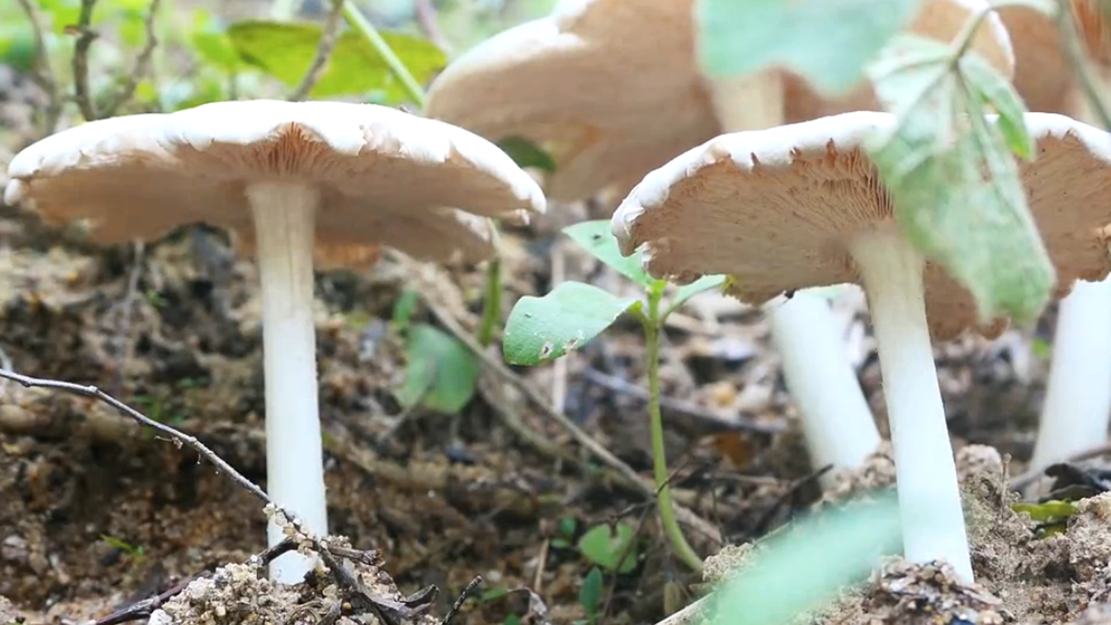 毛窝窝—只有农村连阴天才出现的一种蘑菇,纯野生,吃上它完全靠运气