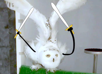 第三期--话说不加绘图也很好玩,因为这家伙是一种猫头鹰2143223