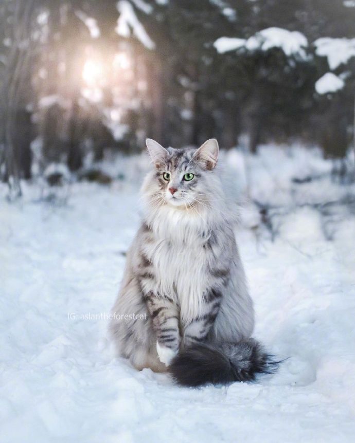 超帅气的挪威森林猫aslan2岁的男孩子行走在纯白的森林雪地中