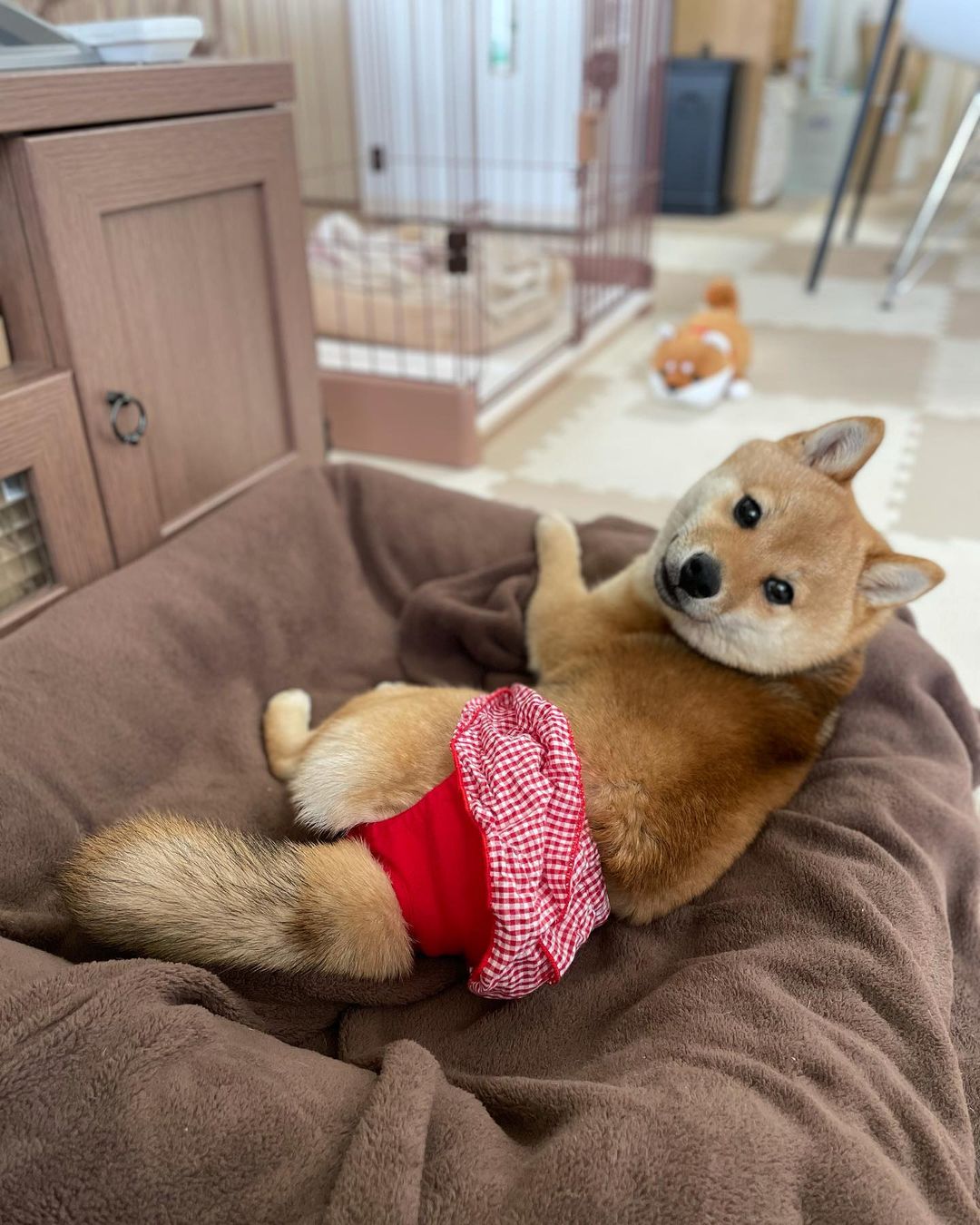 柴犬到底聪不聪明？智商高吗？