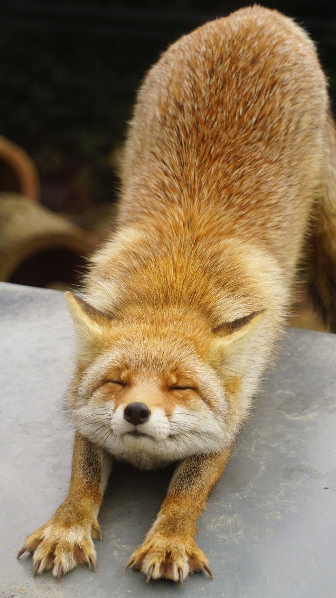 一只正在眯着眼伸懒腰的小狐狸