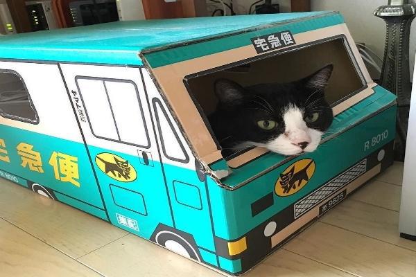 快递纸箱竟可以改成猫咪车这么可爱的送货员心动了