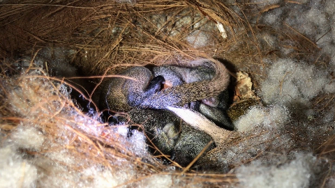 松鼠宝宝在窝里稳稳的睡觉29