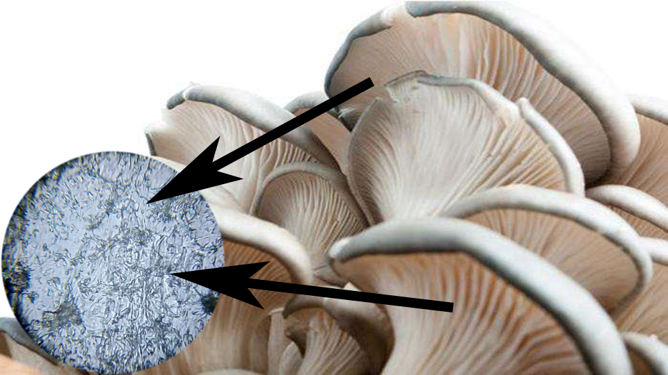 平菇散发孢子图片图片