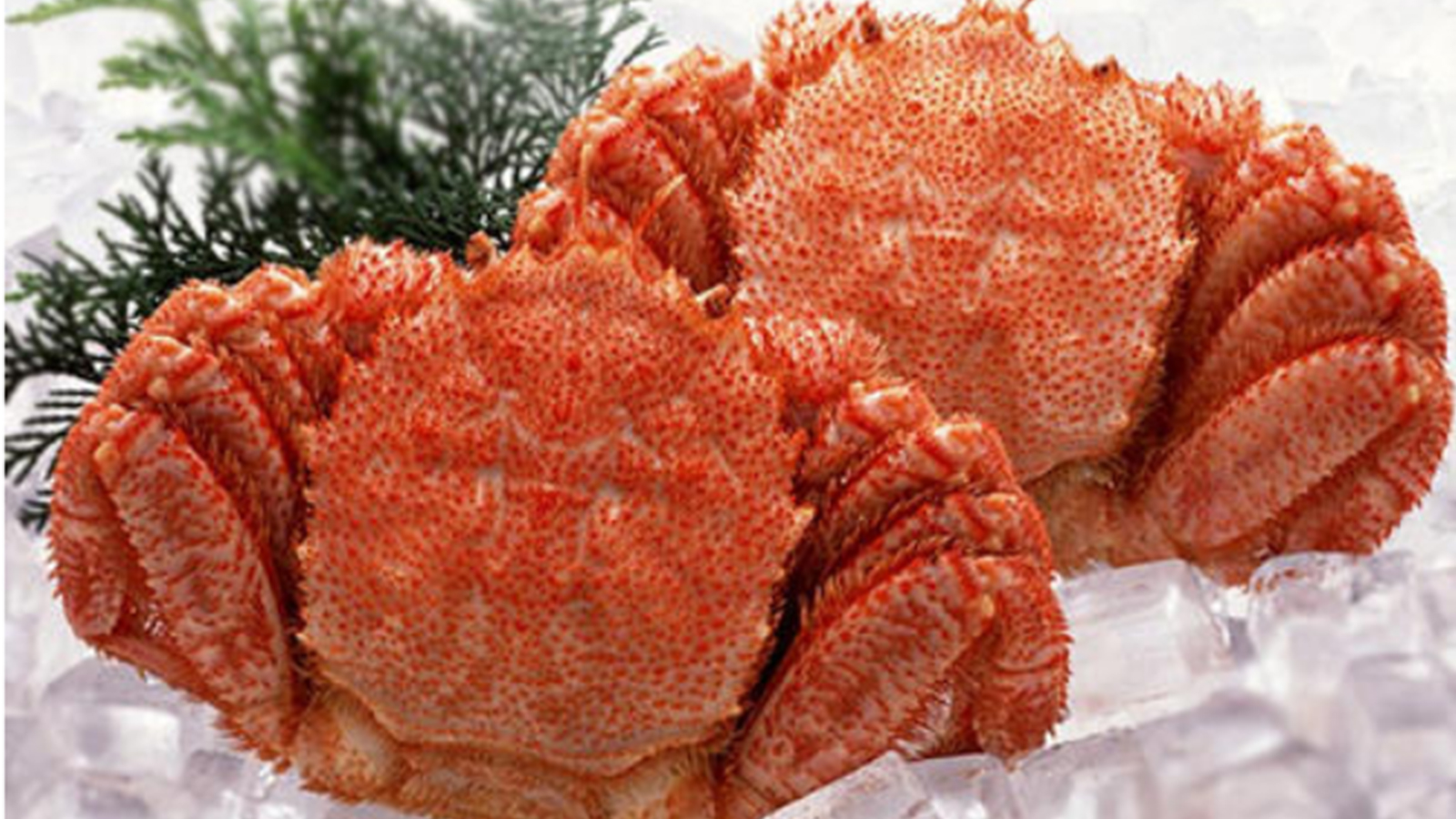 什么螃蟹比较好吃 大闸蟹还是梭子蟹 全球40种可食用蟹大全 29种国内螃蟹 11种全球顶级螃蟹大全 Acfun弹幕视频网 认真你就输啦