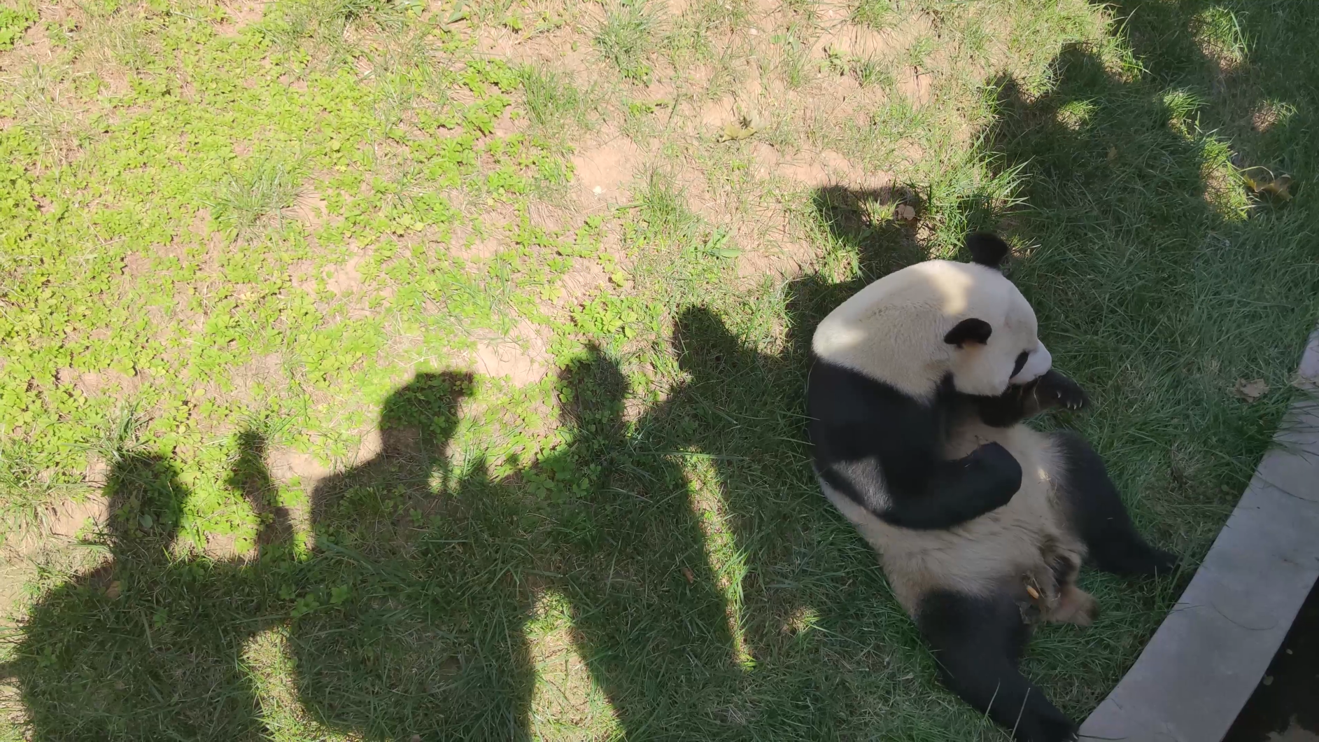 熊猫宝宝集体晒太阳图片