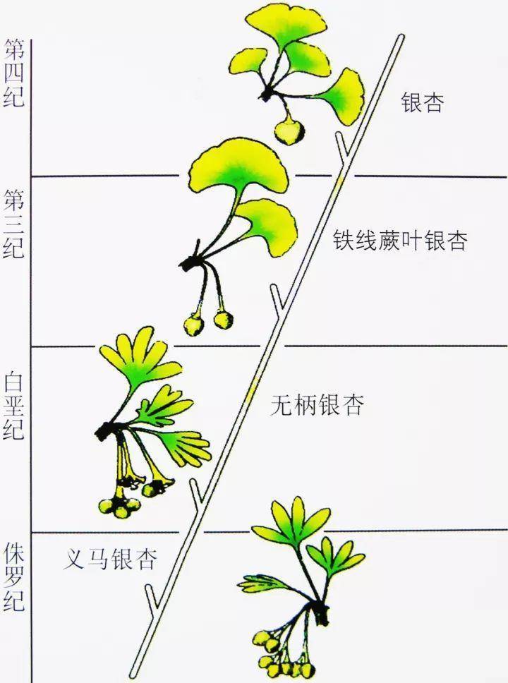 导致一大批不适应地球环境的裸子植物消失了,而银杏纲更是损失惨重